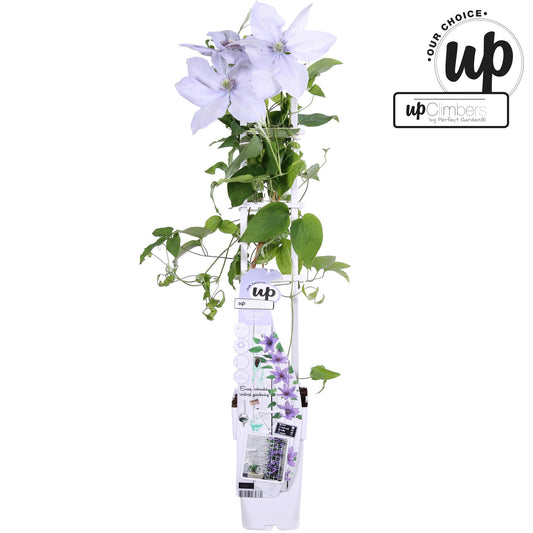 Clematis Bernadine - Clematis Evison Flieder - Pflanzfix24
