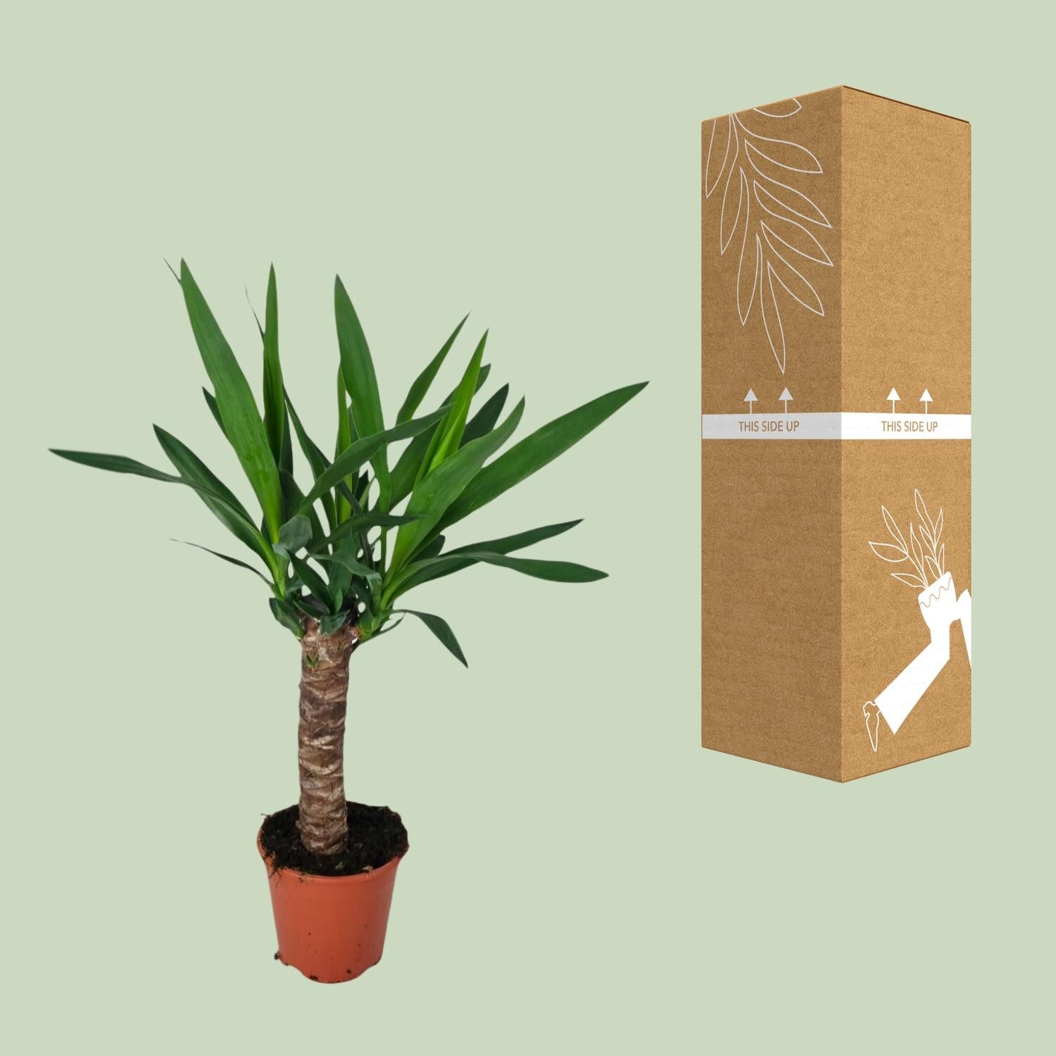Yucca Pflanze Ø14cm – 60cm hoch | Pflanzfix24.de - Pflanzfix24.de