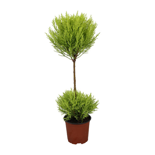 Cupressus Goldcrest Wilma - Ø14cm - ↕60cm bei Pflanzfix24.de - Pflanzfix24.de