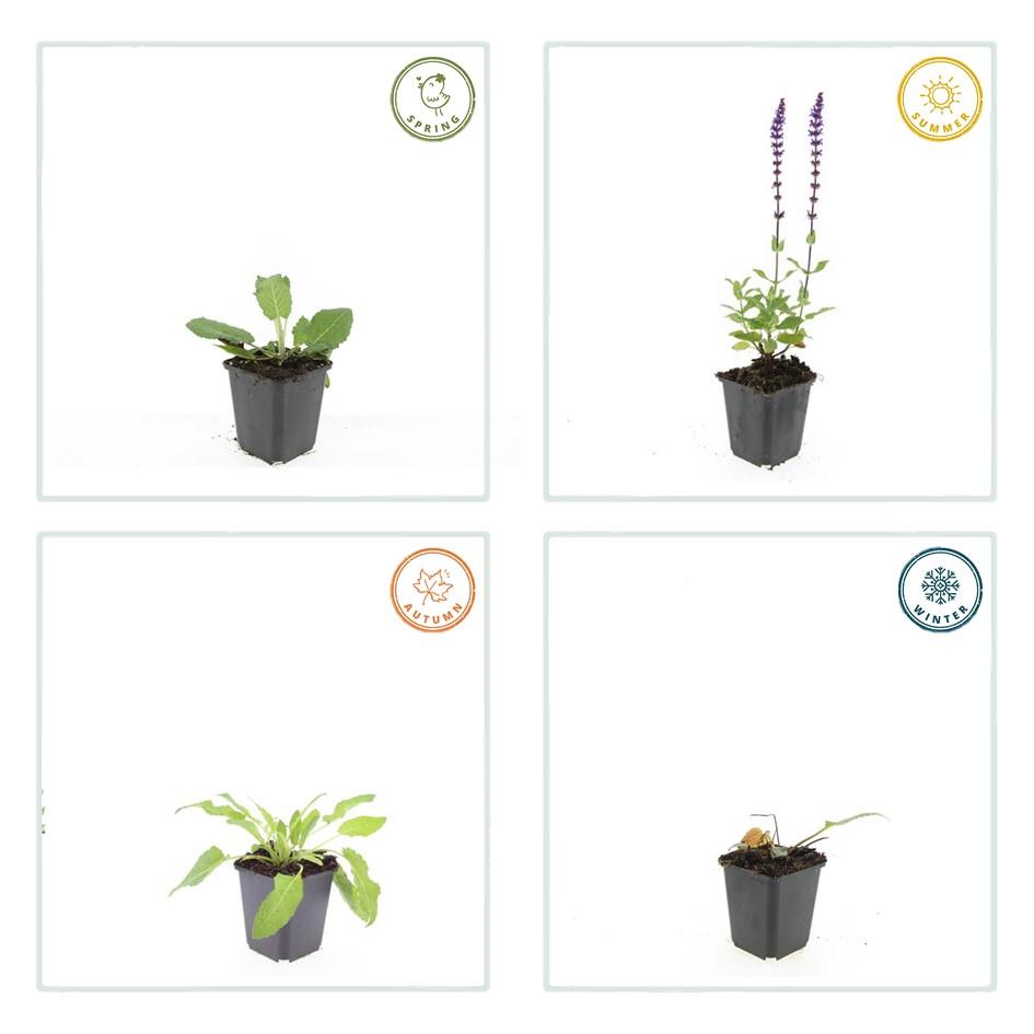6x Salvia nemorosa 'Mainacht' Ø9cm – Blühende Staude bei Pflanzfix24