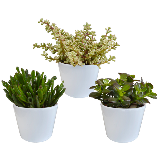 Crassula-Mischung 10,5 cm - 3x - in weißer Topf - Pflanzfix24.de - Pflanzfix24.de