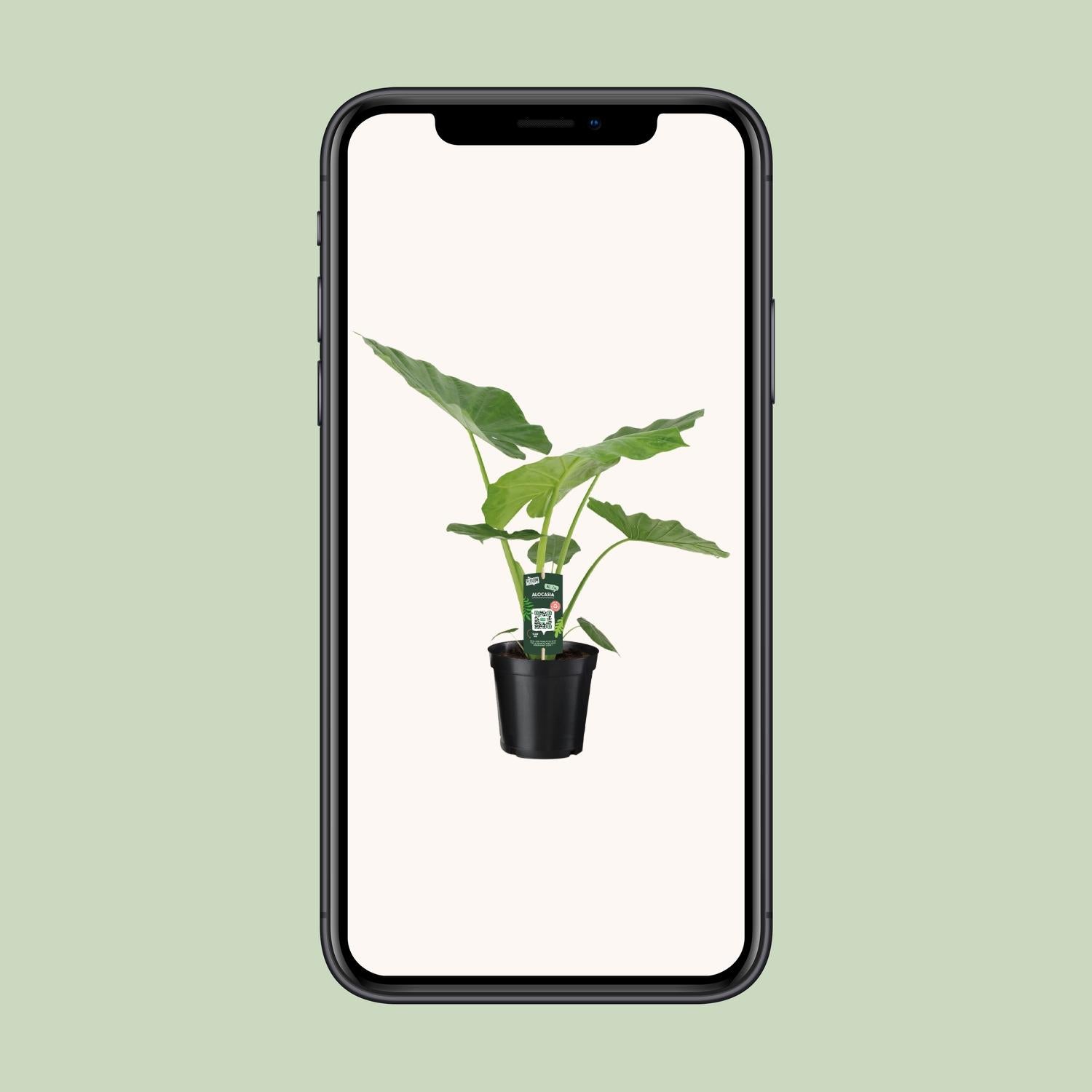 Alocasia Macrorrhiza - Ø19cm - ↕70cm bei Pflanzfix24.de - Pflanzfix24.de