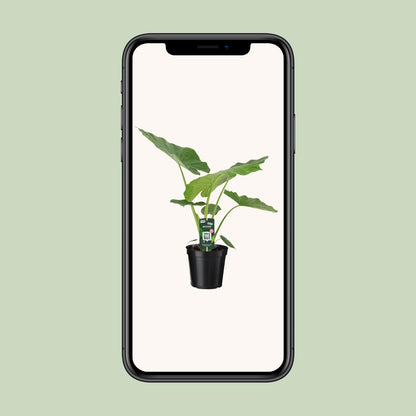 Alocasia Macrorrhiza - Ø19cm - ↕70cm bei Pflanzfix24.de - Pflanzfix24.de