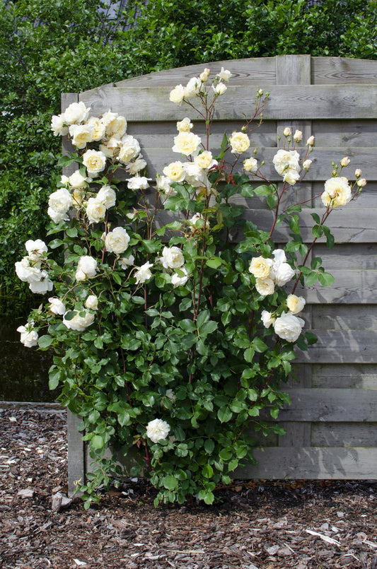 3x - Rosa Crazy in love 'Vanilla' - Pflanzfix24.de - Pflanzfix24.de