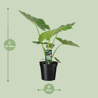 Alocasia Macrorrhiza - Ø19cm - ↕70cm bei Pflanzfix24.de - Pflanzfix24.de