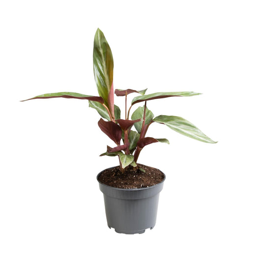 Stromanthe Sanguinea - Ø12cm - ↕18cm bei Pflanzfix24