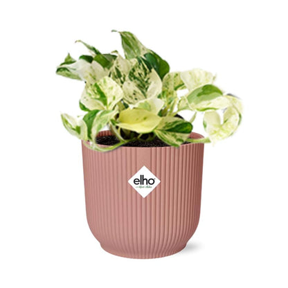 Epipremnum Pinnatum Happy Leaf in ELHO Vibes Fold 14cm roze bei Pflanzfix24