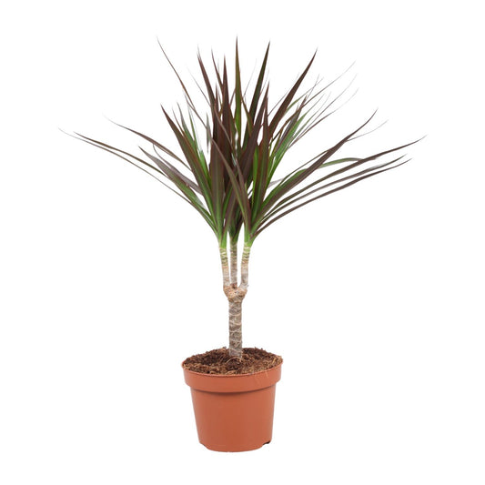 Dracaena Magenta - Ø12cm - ↕50cm - Pflanzfix24.de - Pflanzfix24.de