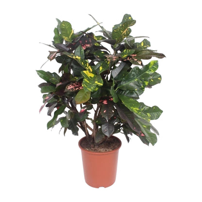 Codiaeum Magnificent (Croton Magnificent) - Ø27cm - ↕110cm - Pflanzfix24