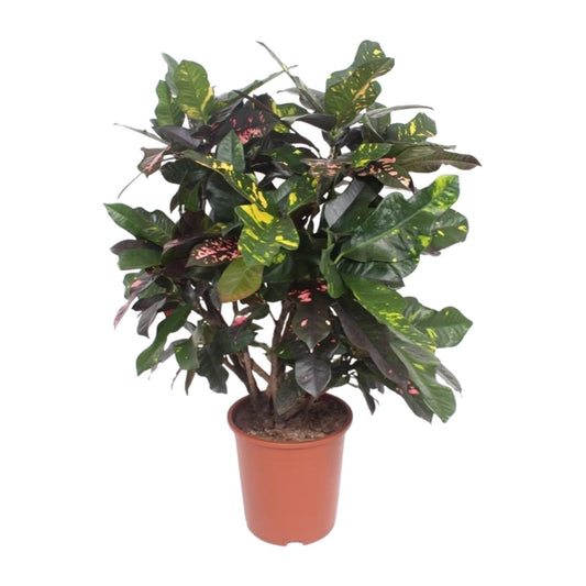 Codiaeum Magnificent (Croton Magnificent) - Ø27cm - ↕110cm - Pflanzfix24