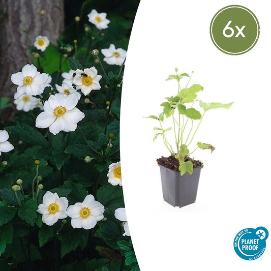 6x Anemone hyb. 'Honorine Jobert' - Pflanzfix24.de - Pflanzfix24.de