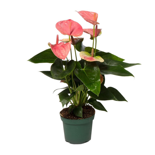 Anthurium Sweet Dream - Ø12cm - ↕35cm - Pflanzfix24.de - Pflanzfix24.de
