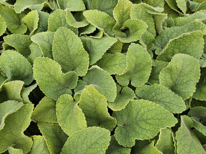 12x Phlomis russeliana winterharte Staude Ø9cm – Pflanzfix24.de - Pflanzfix24.de