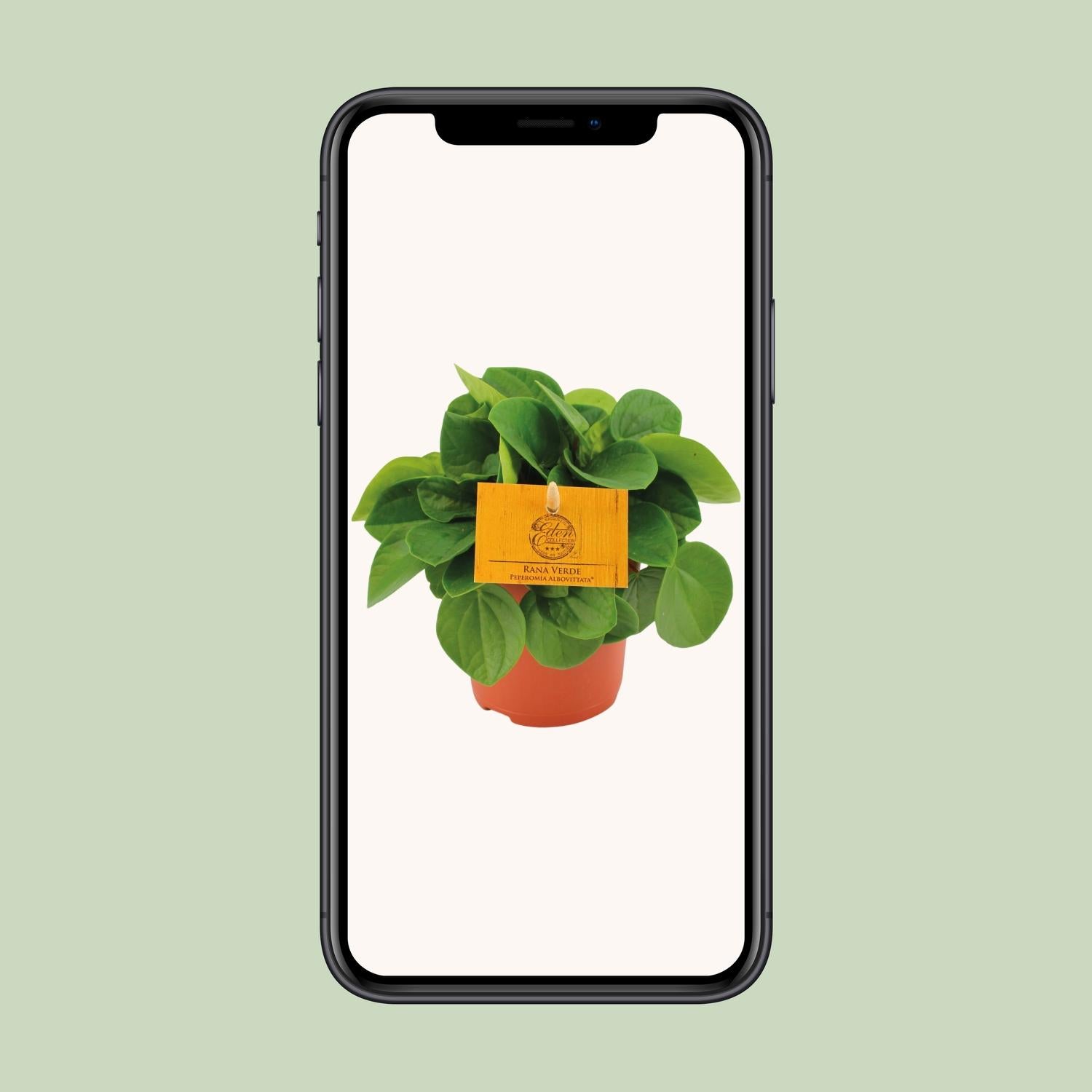 Peperomia Rana Verde Ø11cm – Kompakt & Pflegeleicht | Pflanzfix24.de - Pflanzfix24.de