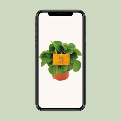 Peperomia Rana Verde Ø11cm – Kompakt & Pflegeleicht | Pflanzfix24.de - Pflanzfix24.de
