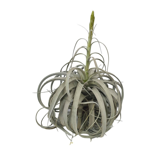 Tillandsia Xerographica Luftwurzelpflanze - Ø35cm - ↕50cm - Pflanzfix24