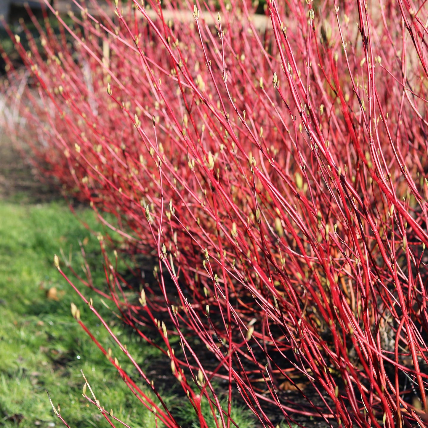 Cornus sibirica - Rote Zweige - 1 Pflanze - Wenig Pflege - Topf 17cm Höhe 45cm - Pflanzfix24.de - Pflanzfix24.de