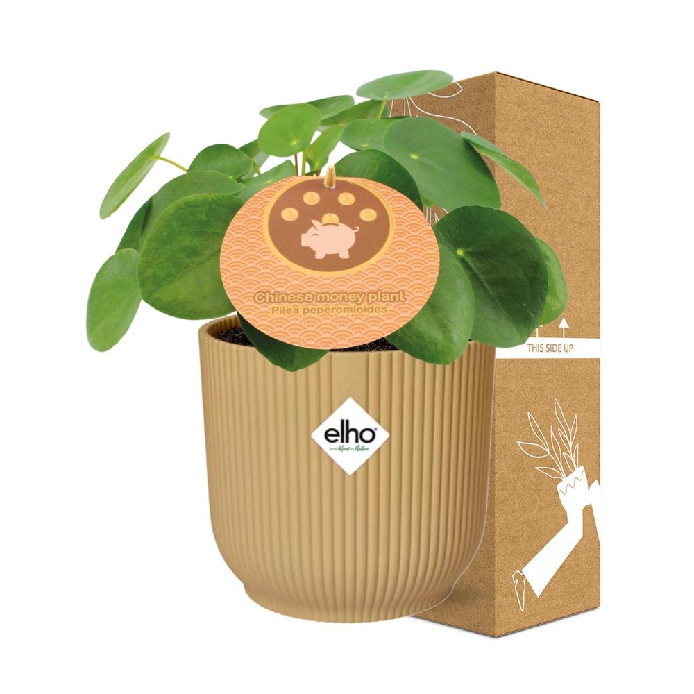 Pilea Peperomioides 12 cm im ELHO Vibes Fold Gelb | Pflanzfix24