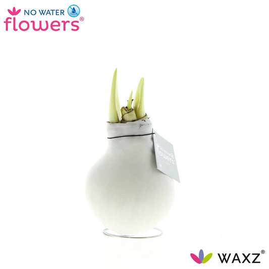 No Water Flowers Waxz® White - ↕15cm - Pflanzfix24