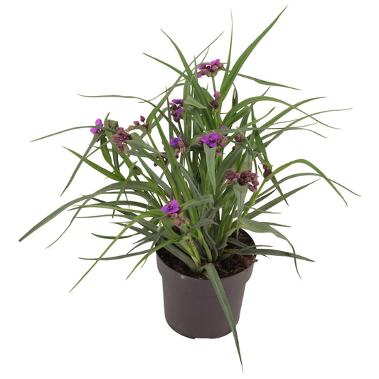 Tradescantia Brainstorm P17 - Ø17cm - ↕35cm bei Pflanzfix24