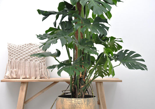 Monstera Deliciosa XXL 150cm ⌀27cm – Pflanzfix24.de - Pflanzfix24.de