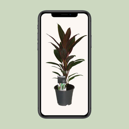 Cordyline Rumba - Ø12cm - ↕40cm - Pflanzfix24