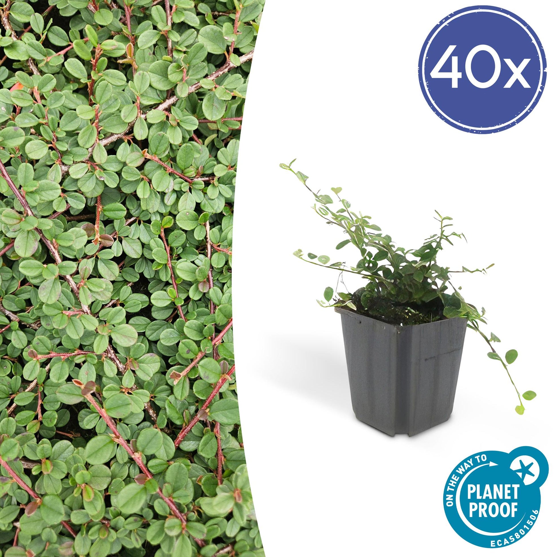 40x Cotoneaster pr. 'Queen of Carpets' - ↕10-25cm - Ø9cm - Pflanzfix24.de - Pflanzfix24.de