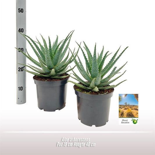 Aloe Arborescens - Ø19 ↕35 - Pflanzfix24