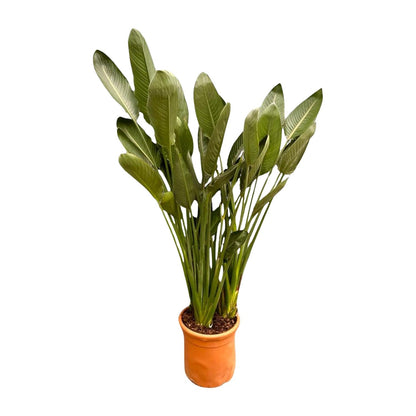Strelitzia Reginae XXL 200cm ø50 – Paradiesvogel Pflanze – Pflanzfix24.de - Pflanzfix24.de