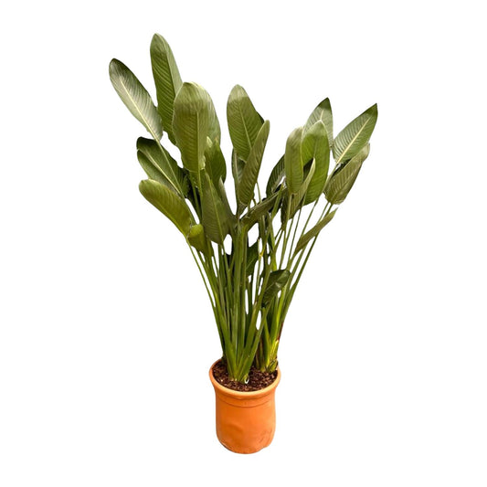 Strelitzia Reginae XXL 200cm ø50 – Paradiesvogel Pflanze – Pflanzfix24.de - Pflanzfix24.de