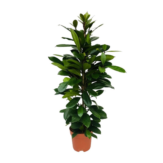 Ficus Cyathistipula - Ø21cm - ↕105cm bei Pflanzfix24.de - Pflanzfix24.de
