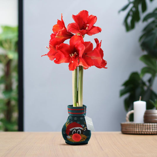 No Water Flowers® Fashionz Xmas Fun Silly - Rudolp Green + Red flower - Pflanzfix24