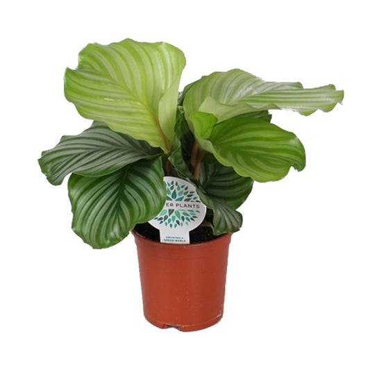 Calathea Orbifolia Ø14cm – Exotische Zimmerpflanze | Pflanzfix24