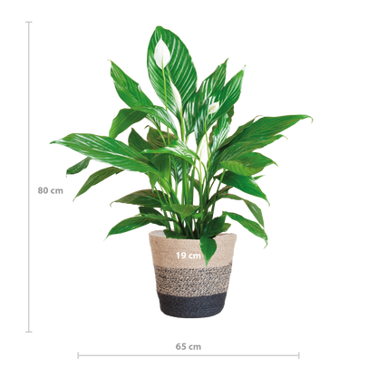 Spathiphyllum 80 cm mit Jutekorb Lissabon Schwarz – Pflanzfix24.de - Pflanzfix24.de