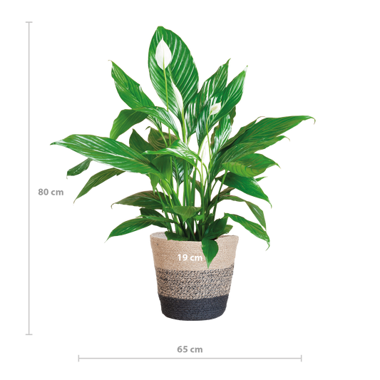 Spathiphyllum 80 cm mit Jutekorb Lissabon Schwarz – Pflanzfix24.de - Pflanzfix24.de