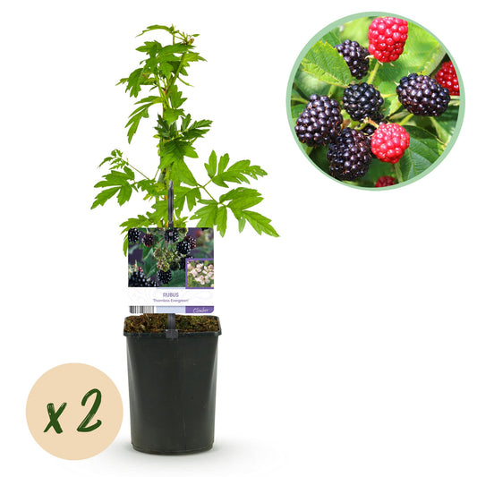 Pflanzfix24 - Brombeere - Rubus Thornfree Evergreen - Schwarze Brombeere - Dornlos - 2 Pflanzen