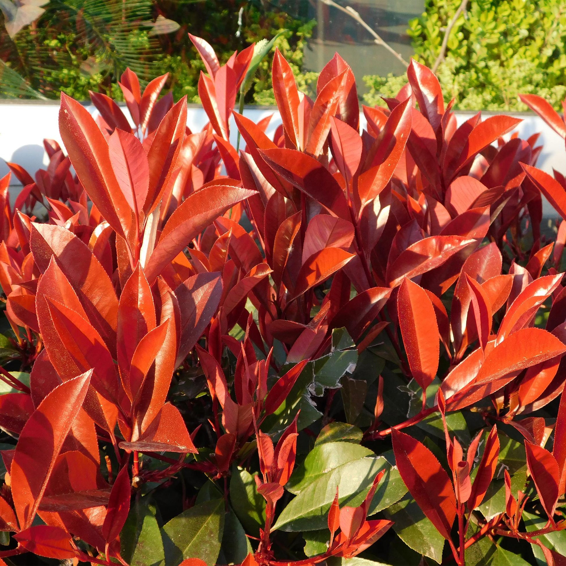 Photinia Red Robin – 6er-Set für 1 m Hecke – Immergrün, rotgrün, 50 cm – Pflanzfix24.de - Pflanzfix24.de