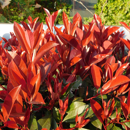 Photinia Red Robin – 6er-Set für 1 m Hecke – Immergrün, rotgrün, 50 cm – Pflanzfix24.de - Pflanzfix24.de