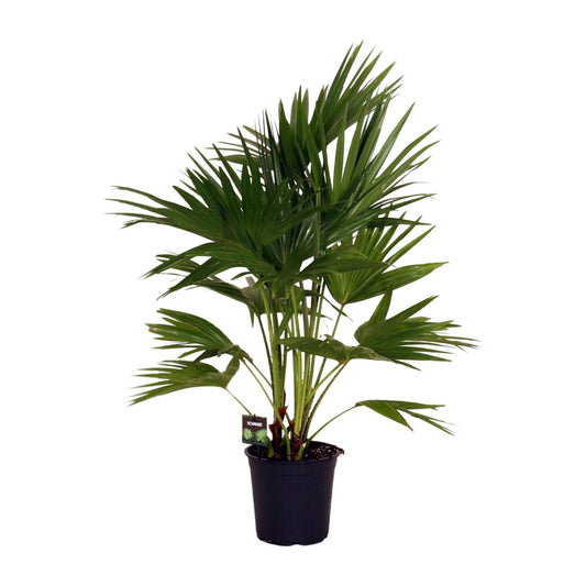 Livistona chinensis Palme Ø24cm – 100cm hoch | Pflanzfix24.de - Pflanzfix24.de