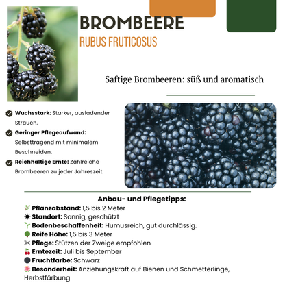 BIO Obstpflanzen-Mix Süße Ernte Trio – Pflanzfix24.de - Pflanzfix24.de