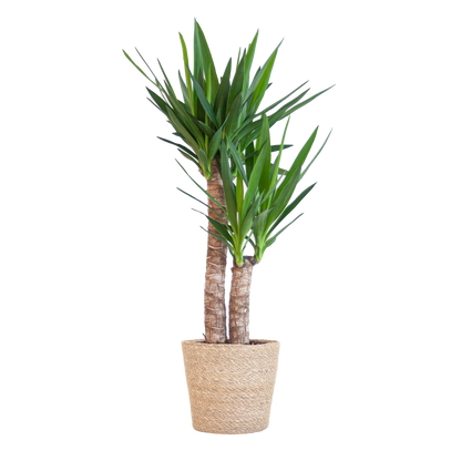 Yucca Elephantipes 90cm im Sofia-Korb natur | Pflanzfix24