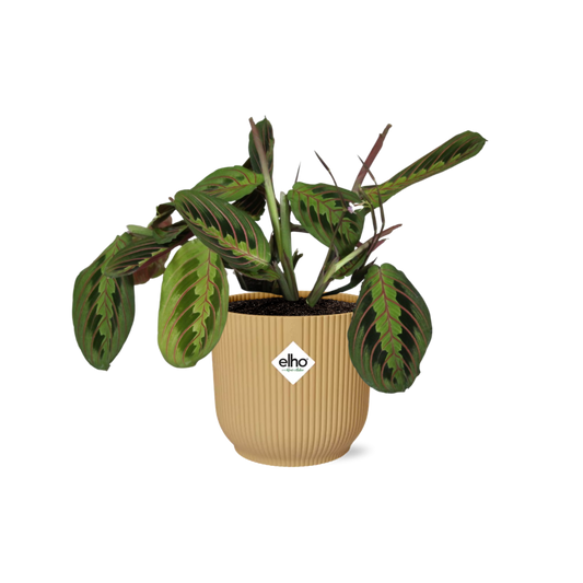 Maranta Leuconeura ‘Fascinator’ Tricolor 14cm ELHO Vibes Fold Gelb | Pflanzfix24