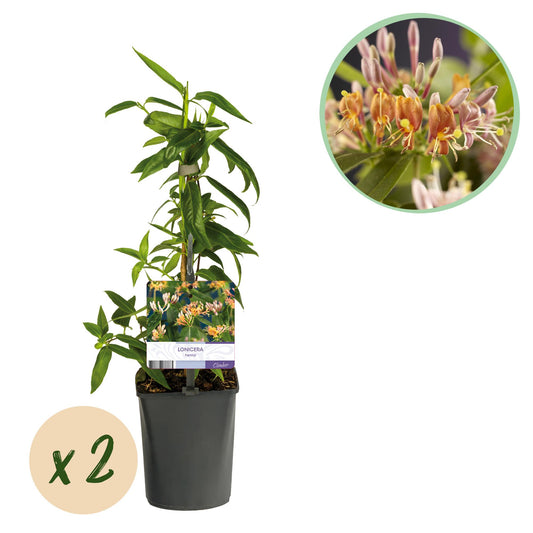 Pflanzfix24.de - Geißblatt - Lonicera henryi - Blüte Rosa - 2 Pflanzen - Topf 11cm - Pflanzfix24.de