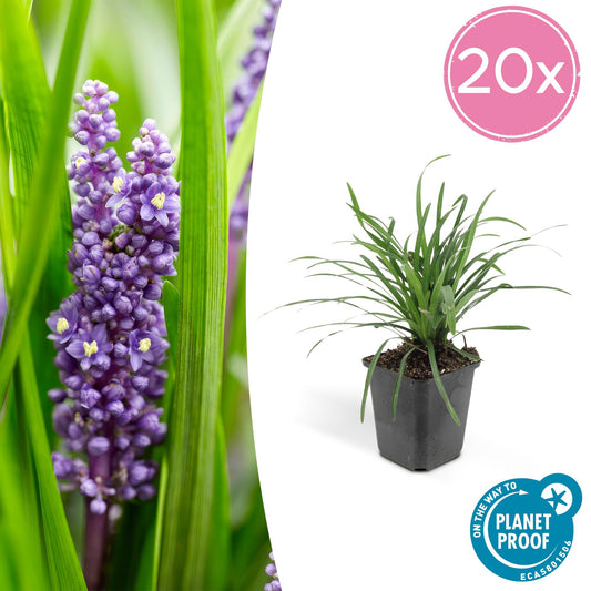 20x Liriope muscari 'Big Blue' - ↕10-25cm - Ø9cm - Pflanzfix24.de - Pflanzfix24.de
