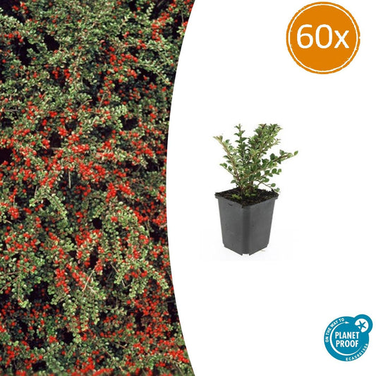 60x Cotoneaster horizontalis - ↕10-25cm - Ø9cm - Pflanzfix24