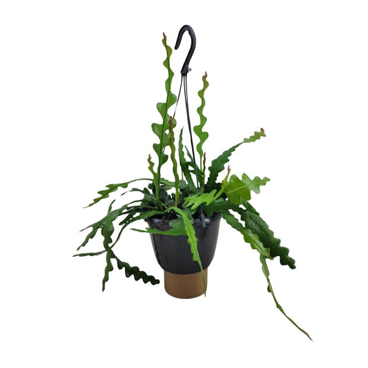 Epiphyllum Anguliger - Ø14cm - ↕35cm - Pflanzfix24.de - Pflanzfix24.de