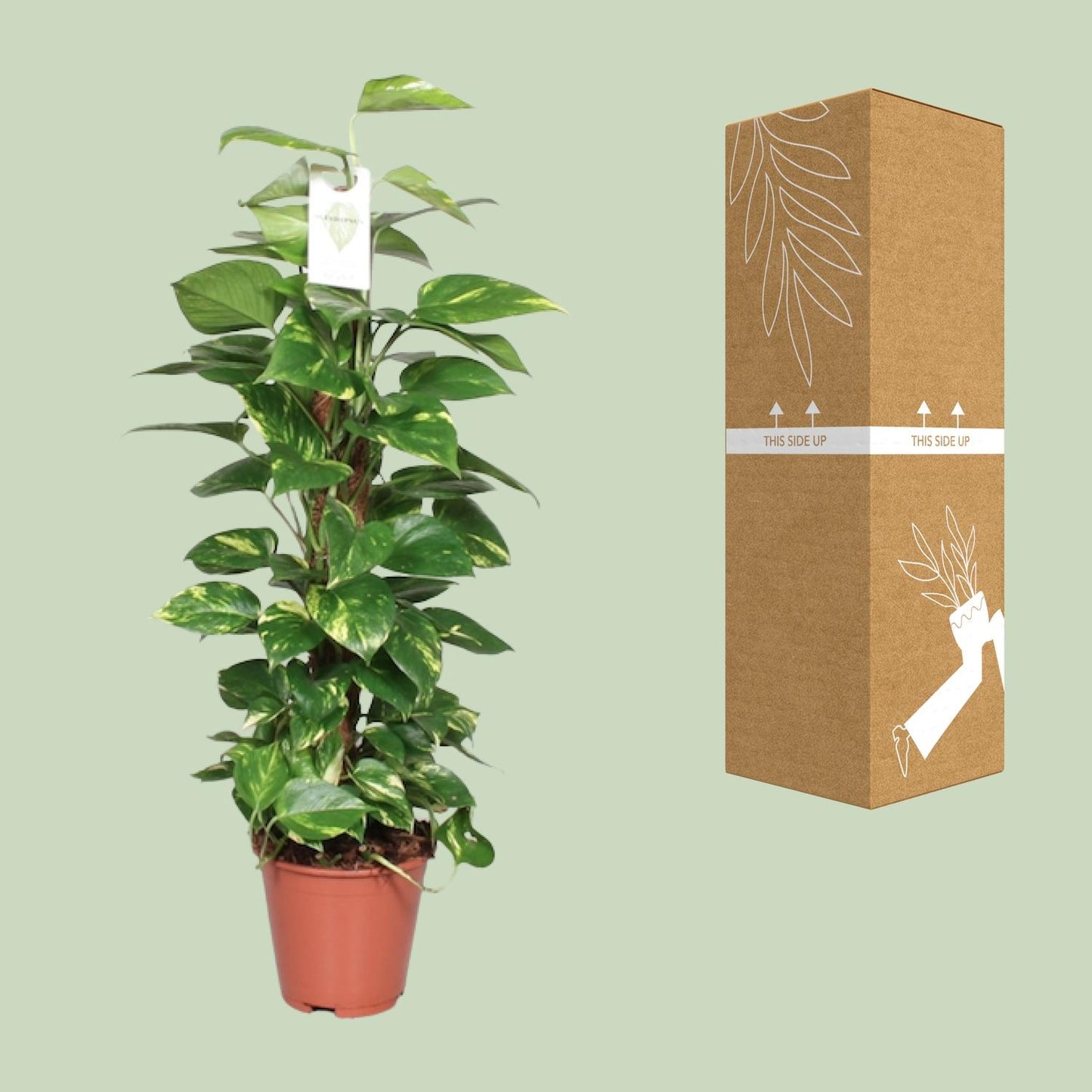 Epipremnum Pinnatum Mosstok 80cm Scindapsus - Pflanzfix24