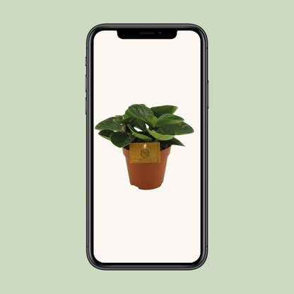 Peperomia Red Canyon - Ø12cm - ↕20cm - Pflanzfix24