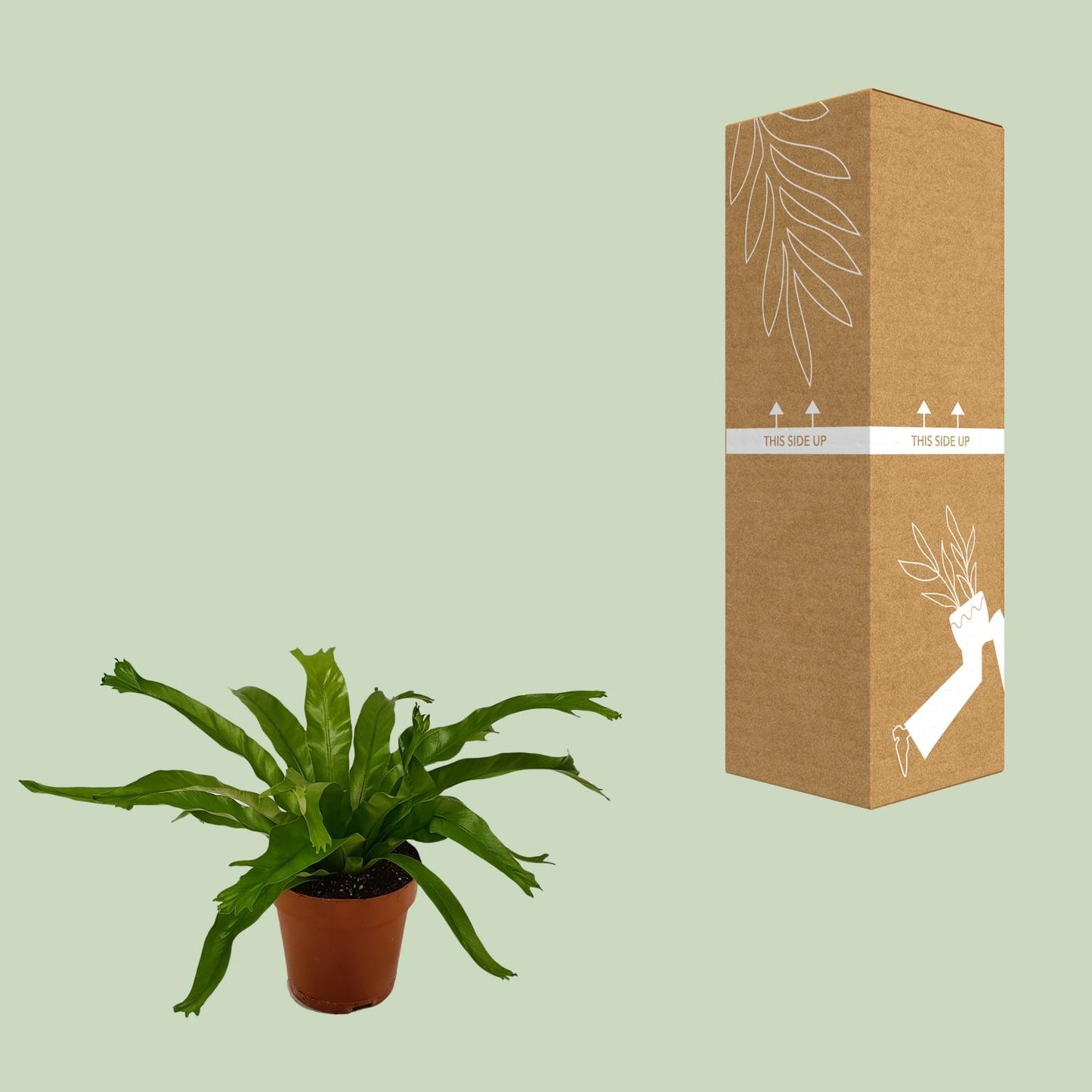 Asplenium Crissie - Ø12cm - ↕30cm - Pflanzfix24