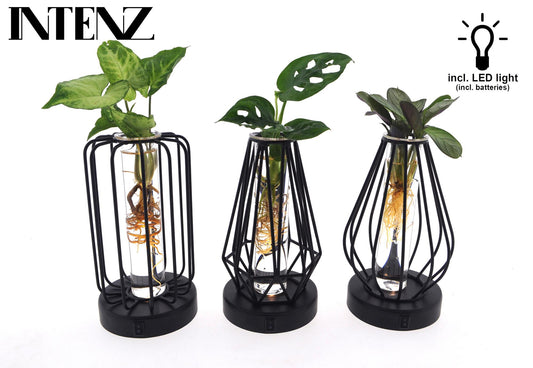 Mix in Turijn Glas LED Set – 3 Stück Ø7cm | Pflanzfix24.de - Pflanzfix24.de